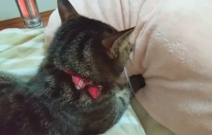 毛布をフミフミする猫