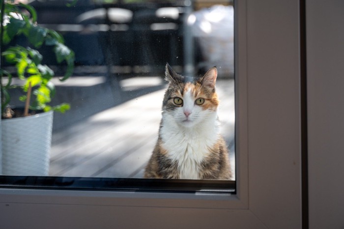 外の様子をうかがう猫