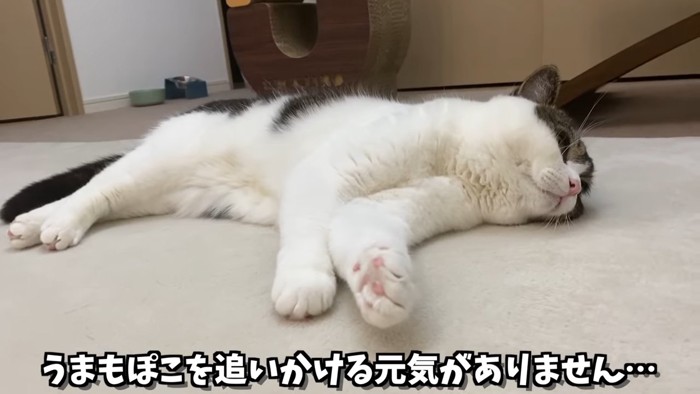 寝そべる猫