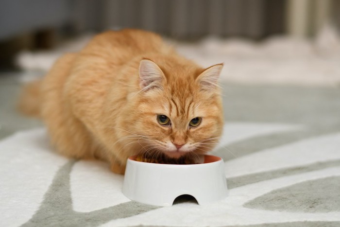 食事中にこちらを見る猫