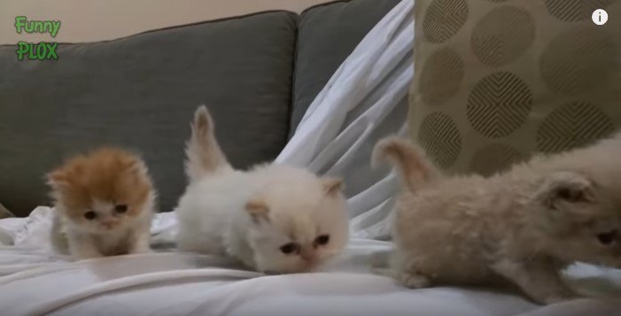 子猫の隊列