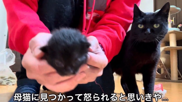 ママに抱っこされる仔猫と近付いてくる母猫