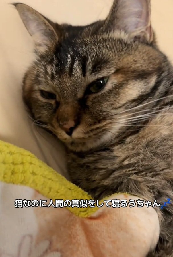 ウトウトする梅干しちゃん