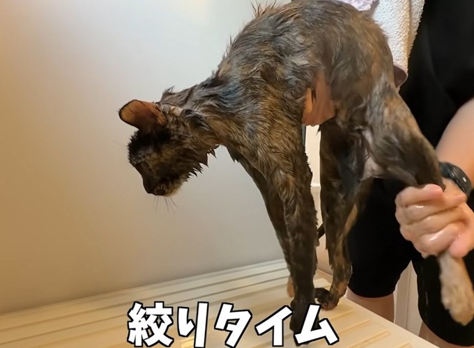 お風呂場で持ち上げられる猫（絞りタイム）