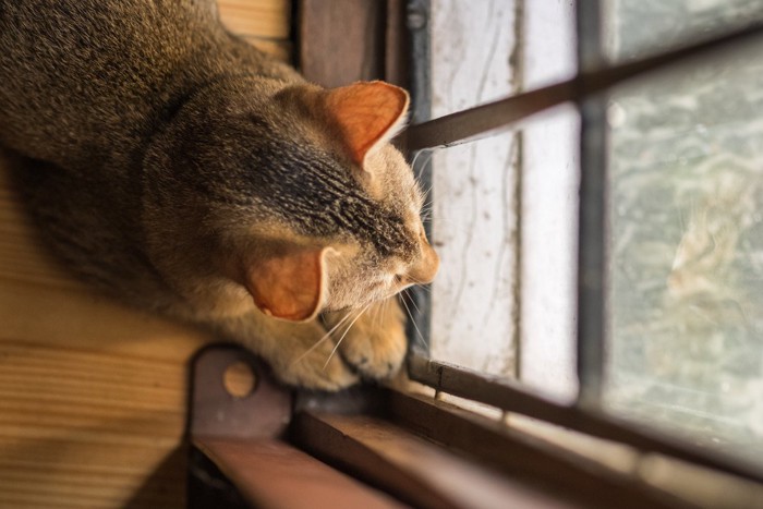 .飼い主の帰りを待つ猫