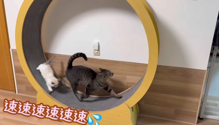 速速速速