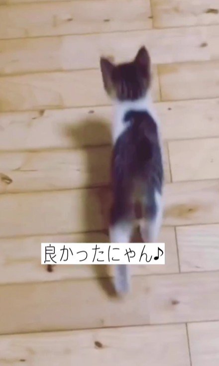 歩き回る子猫
