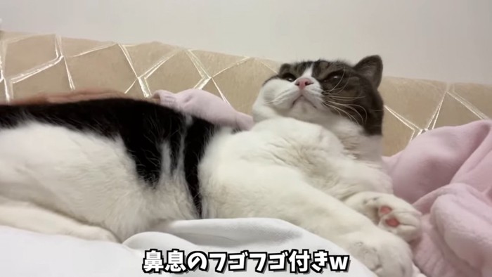 寝そべって上を見る猫