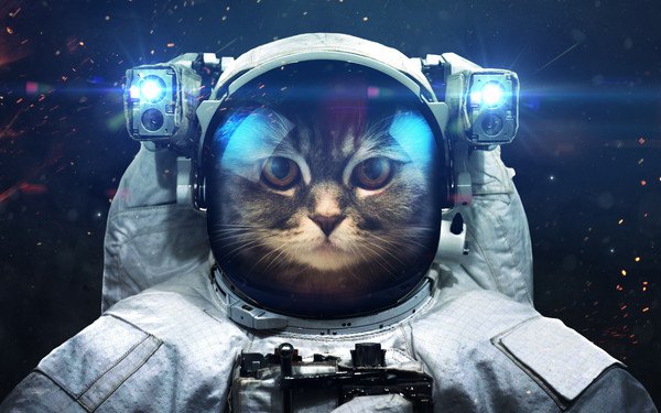 宇宙服を着た猫