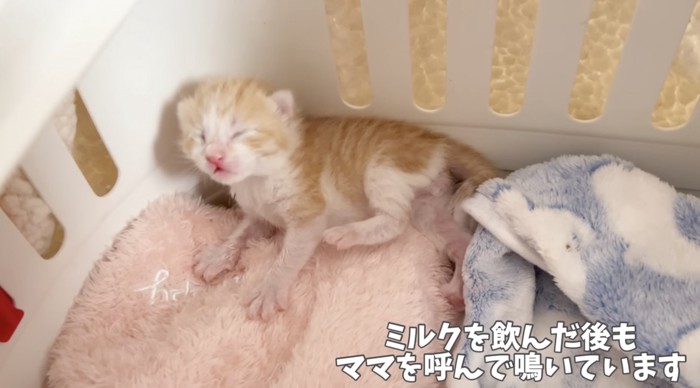 ママを呼ぶ子猫