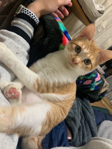 カメラ目線の猫