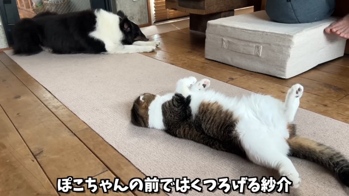 へそ天の猫