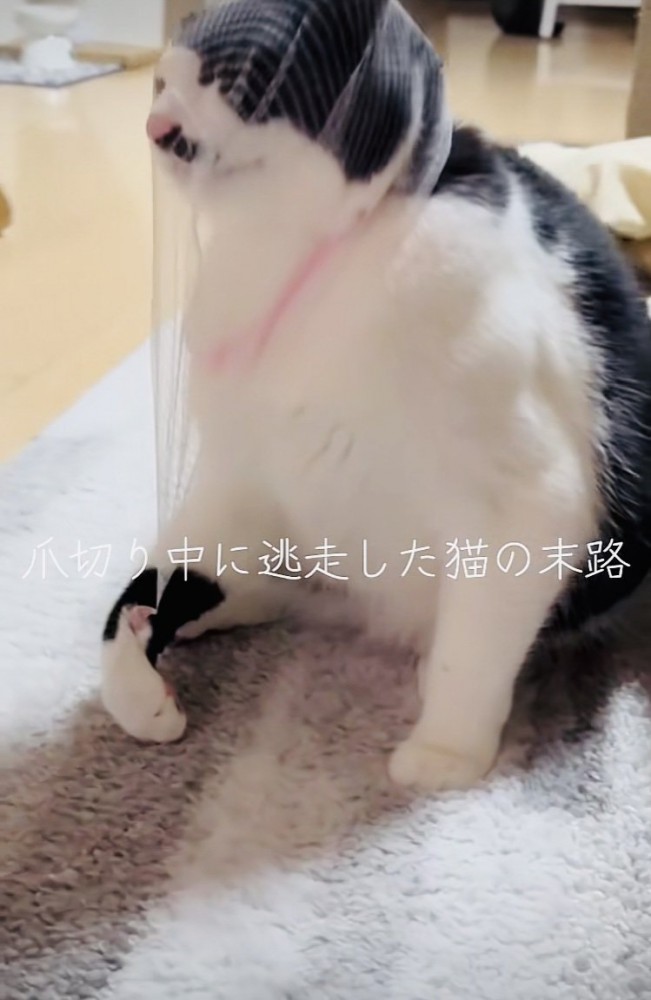 頭に被った排水溝ネットを外そうとする保護猫