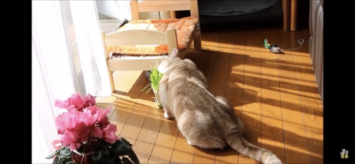 猫草を食べる