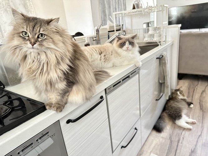 キッチンにいる3匹の猫