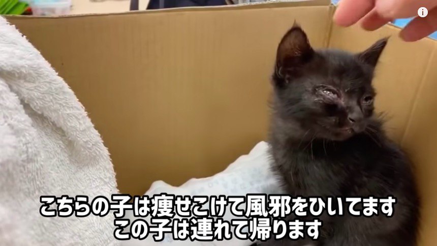 連れて帰る猫