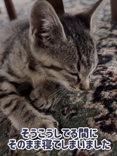 寝ている子猫