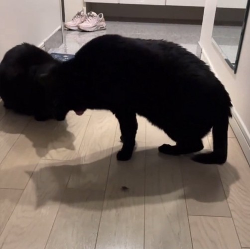 口を大きく開ける黒猫
