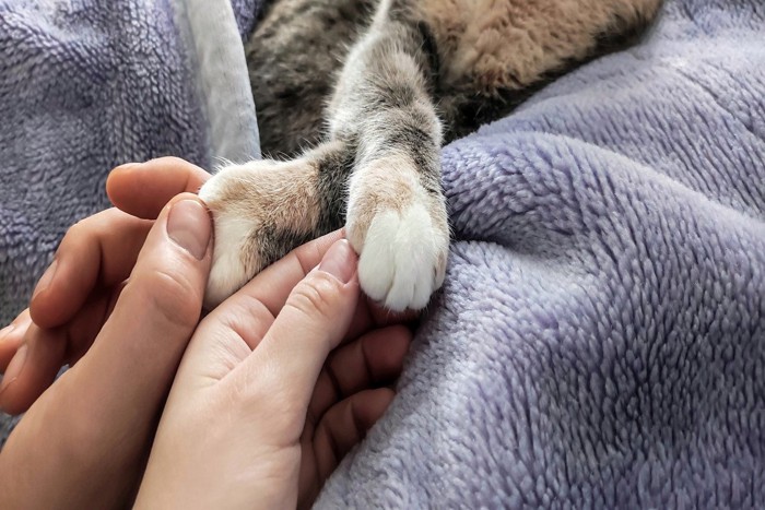 猫と手をつなぐ