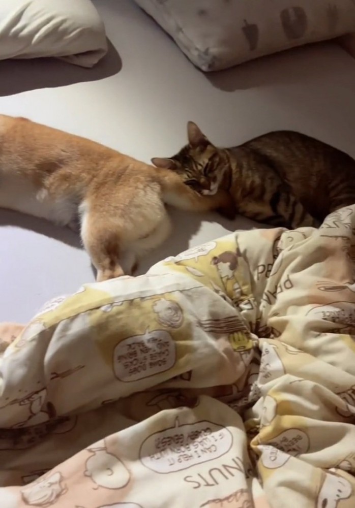 犬のしっぽで眠る猫