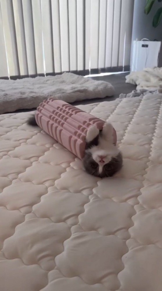 フォームローラーの中に入りながら仰向けになる猫