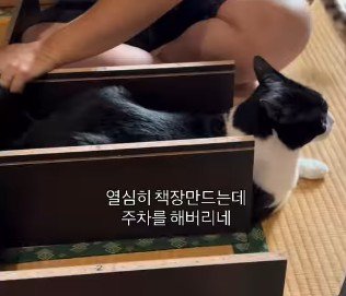 頭部だけ収まらなかった猫
