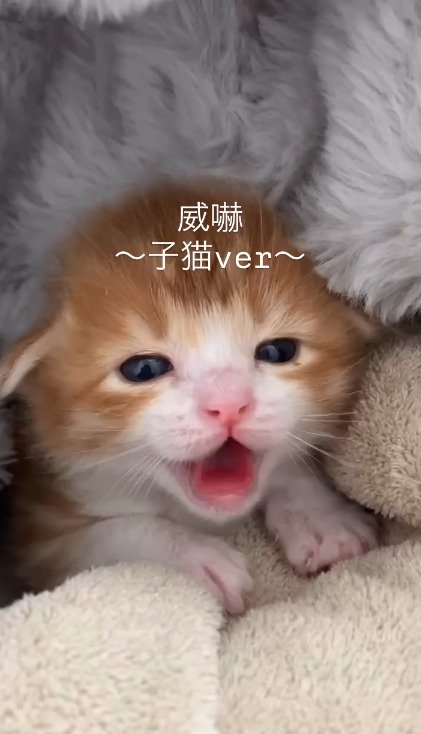 毛布の間から顔を出して口を開けるむぎくん