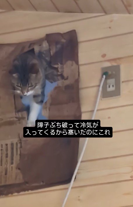 部屋の上部に開いた穴から室内を見まわす猫