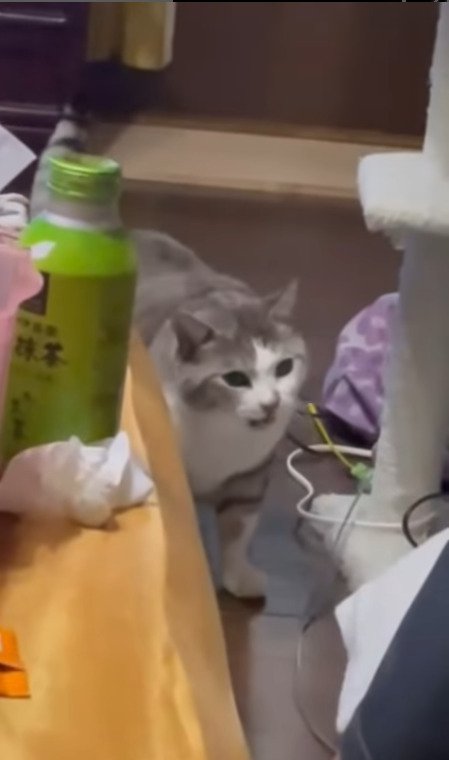 威嚇する猫