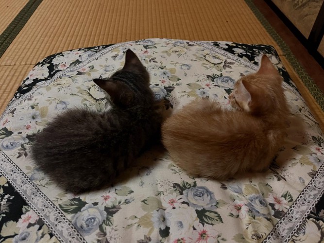 カメラに背中を向けてくつろぐ2匹の子猫