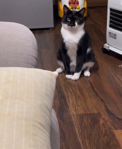 変な座り方の猫