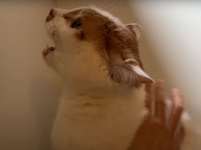 不安で鳴く猫