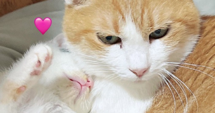 横並びになっている猫と子猫