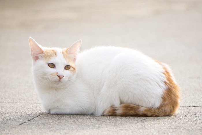 道路で香箱座りする猫