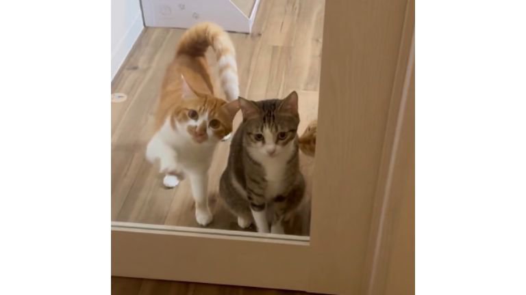 ドア前にいる猫
