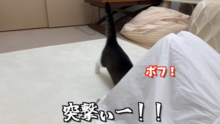 突撃ぃー!!ボフ!