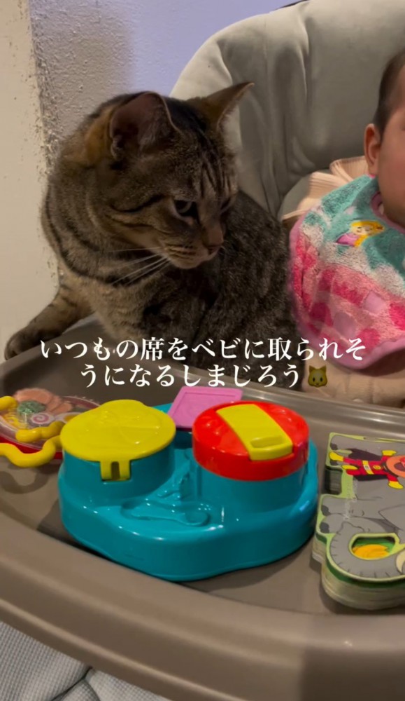 ハイローチェアの上の猫