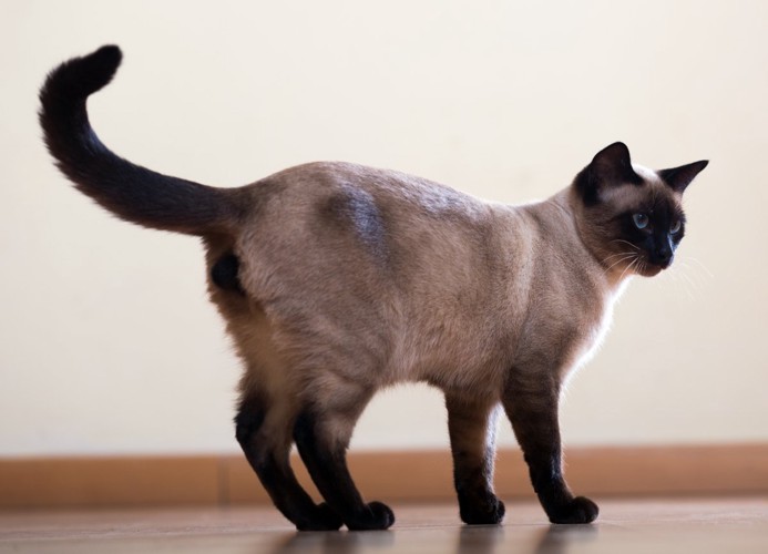 猫のしっぽ