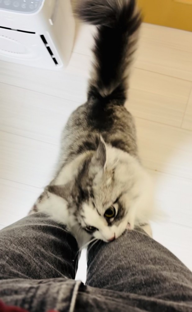 飼い主さんの足に飛び付いてジーンズを噛むサイベリアン