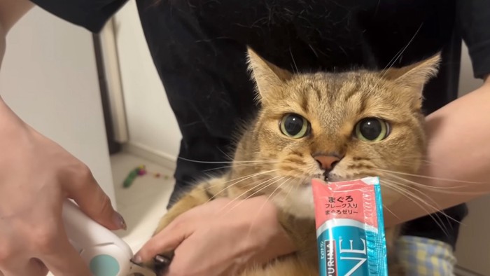 食べる猫
