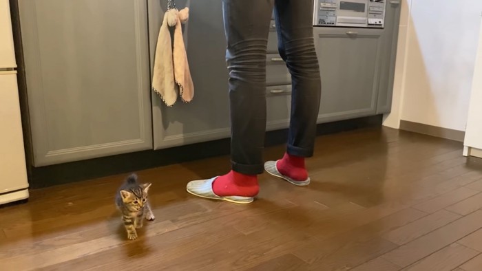 鳴いている子猫