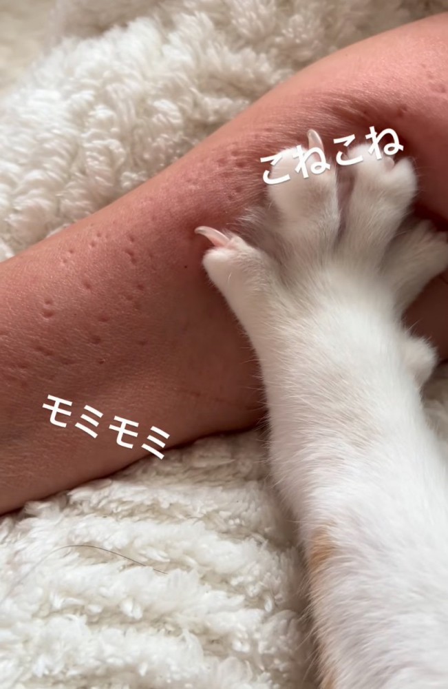 飼い主の腕をコネコネする猫