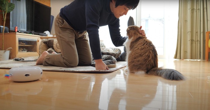 しょんぼりしながら膝をついた飼い主に撫でられる猫