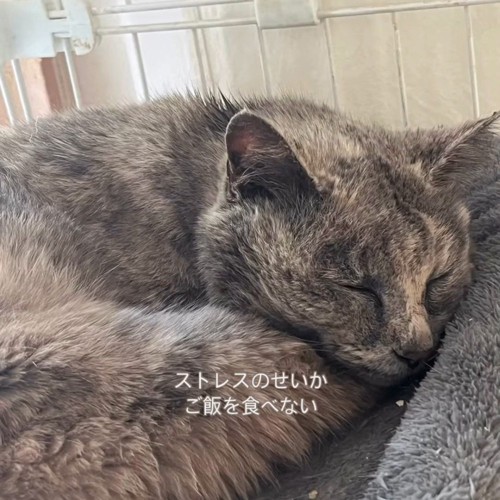 丸くなって寝る猫