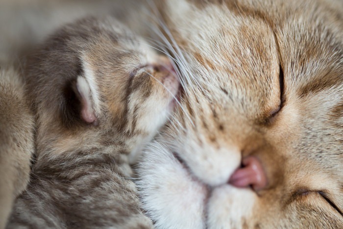 成猫と子猫