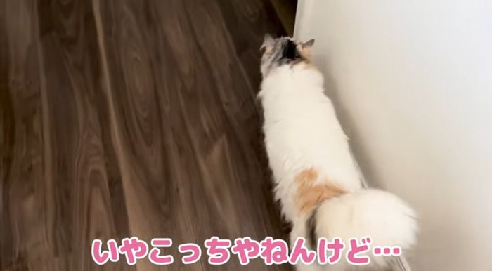 歩いている猫