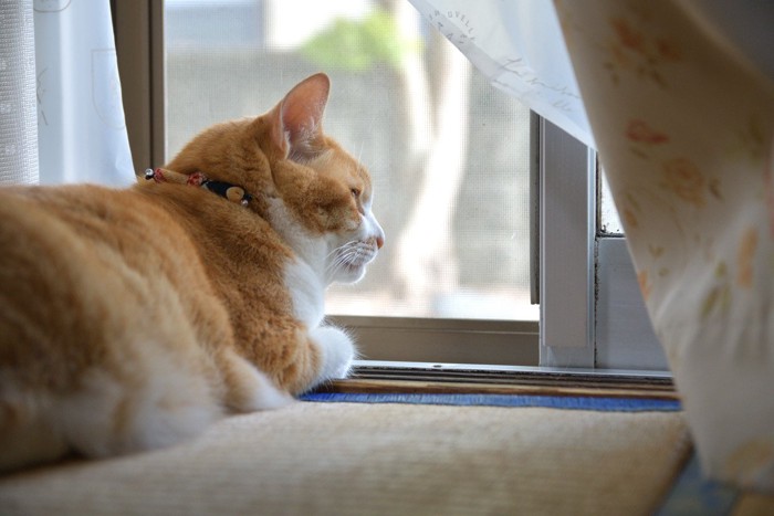 網戸の窓辺で外を見る猫