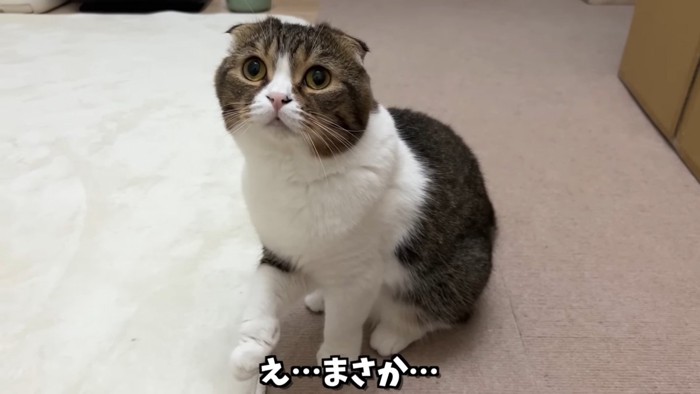 座る猫