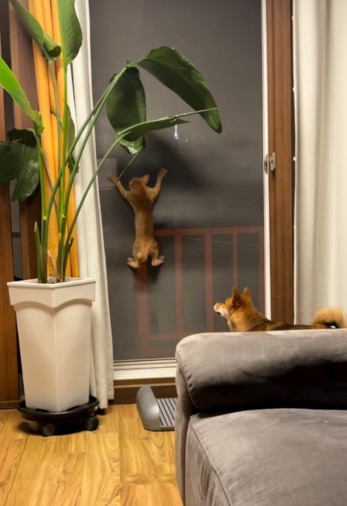網戸に爪をひっかけて登っていく子猫