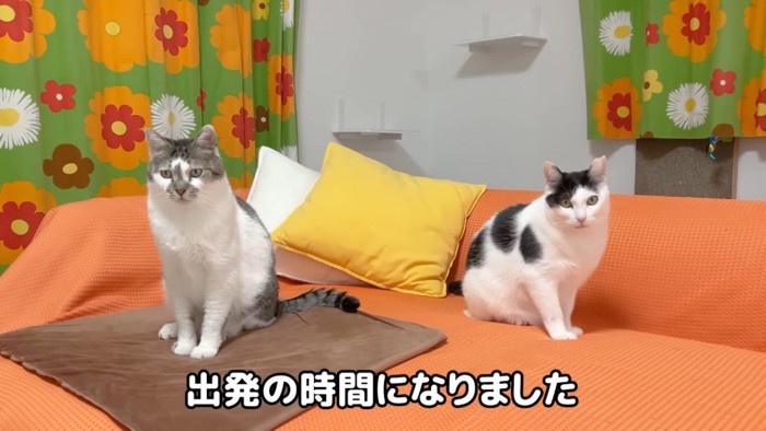 カメラ目線の2匹の猫